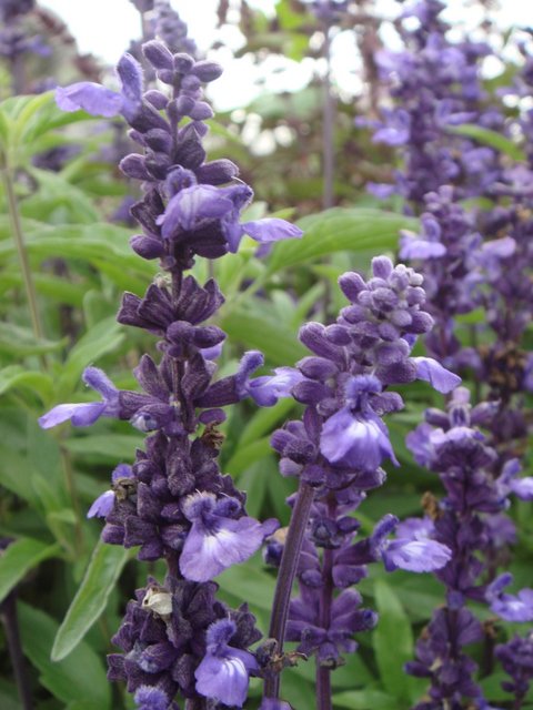 Salvia farinacea 'Evolution' fleur